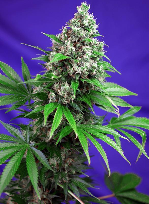 【邮寄种子】杀手Kush F1 Fast