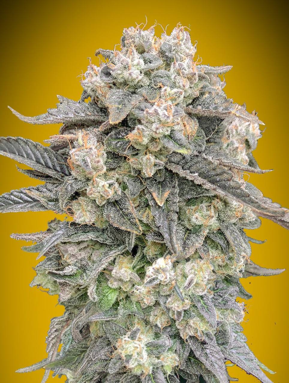 【邮寄种子】自动含羞草