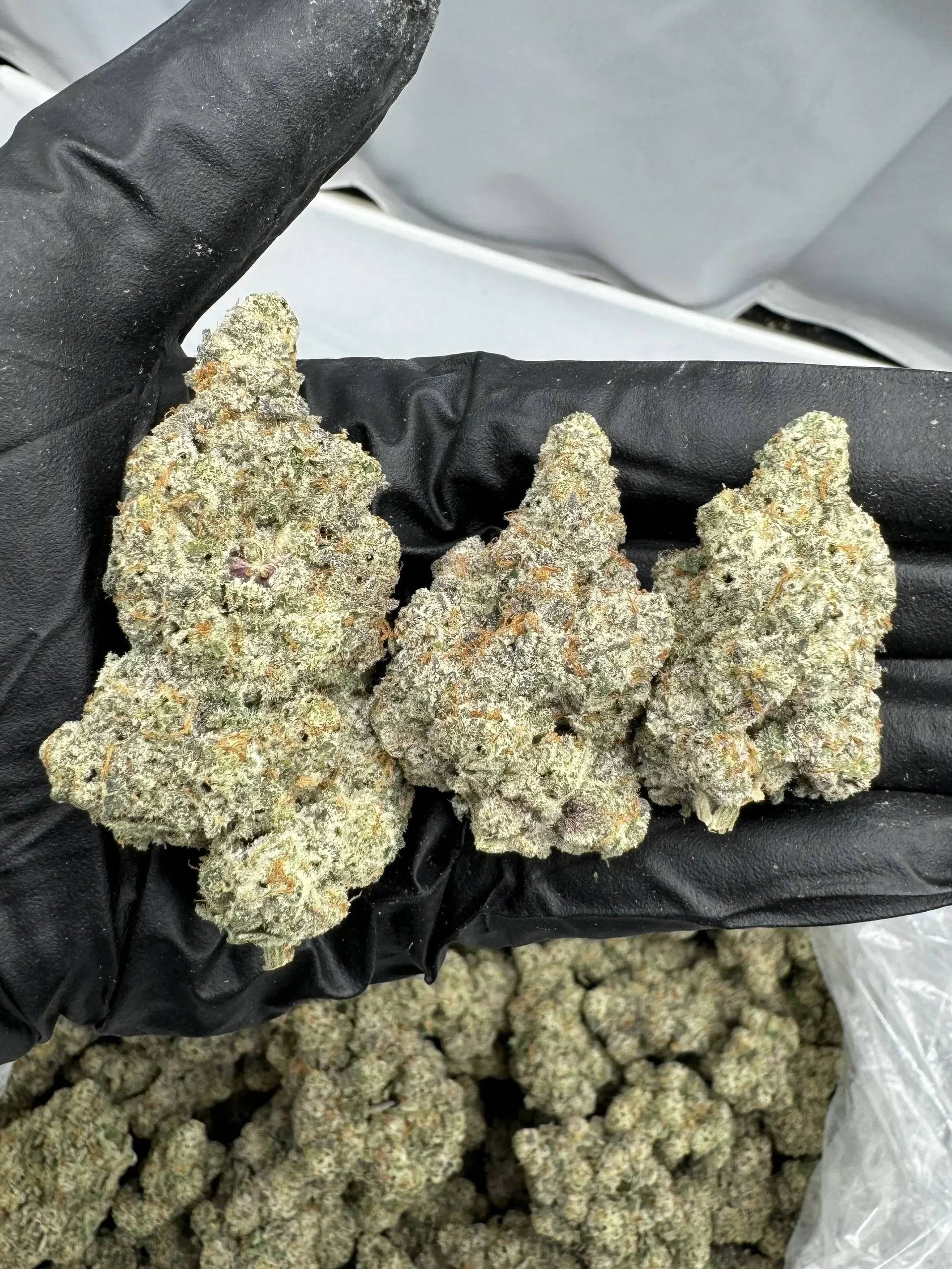 【多地区】🍇CHERRY MOSA 🍒