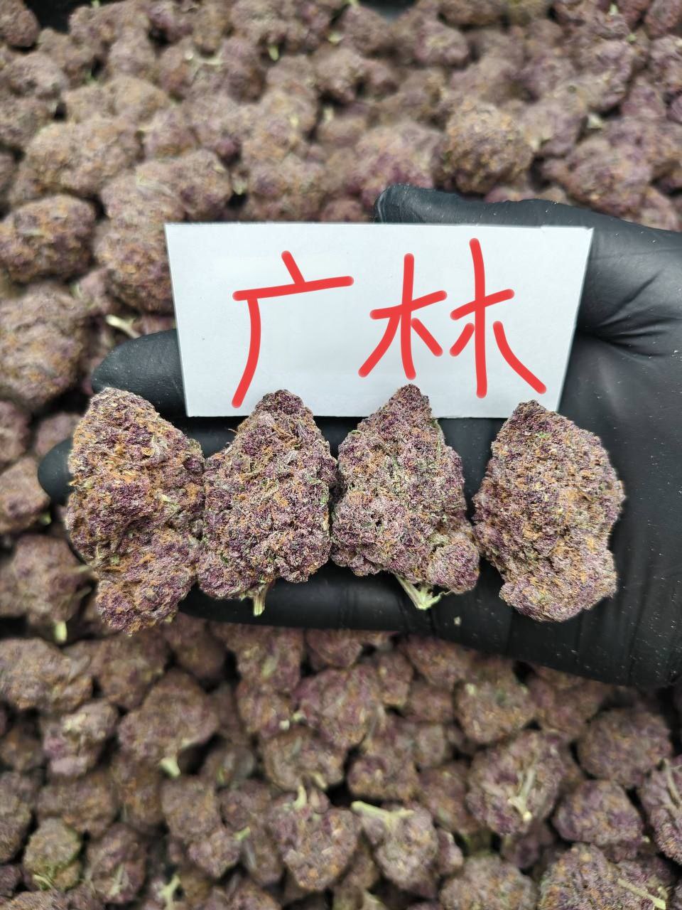 【合肥】女童子军饼干