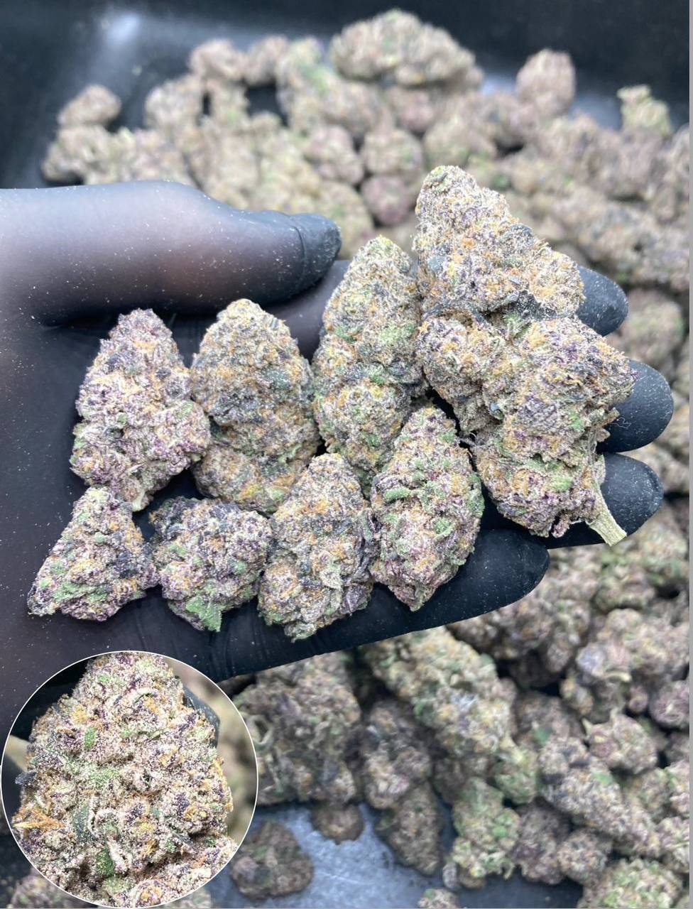 【多地区】紫韵霜花