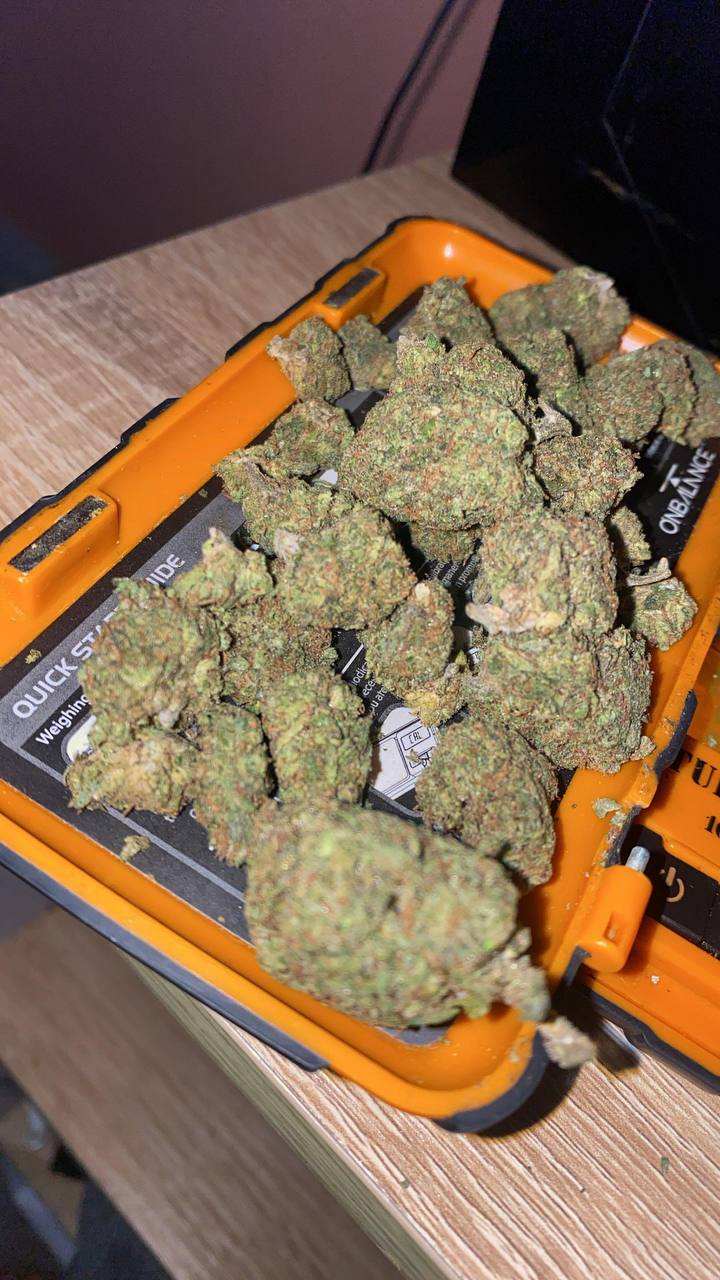 【多地区】GELATO